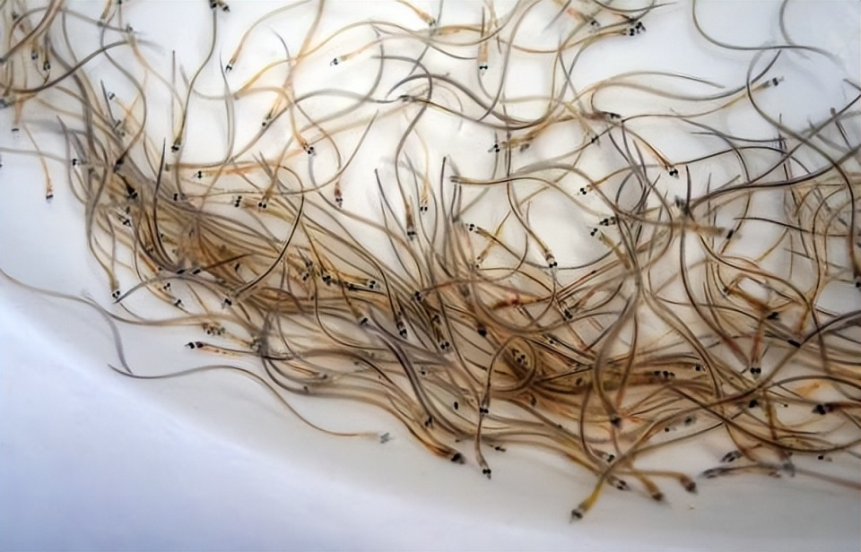 鰻魚列入瀕危野生動(dòng)植物種國(guó)際貿(mào)易公約（CITES）的提案遭否決